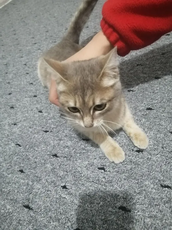 Кошка Британская шиншилла гибрид