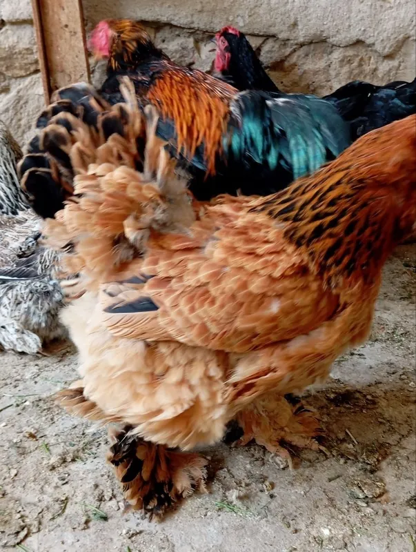 Brama va kulangi tovuqlar, kulangi xo'rozlar sotiladi — фото 6
