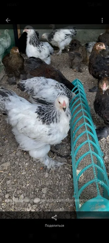 Brama Jo'jalari sotiladi 2 oyli 1 Brama Jo'jalari sotiladi 2 oyli 1