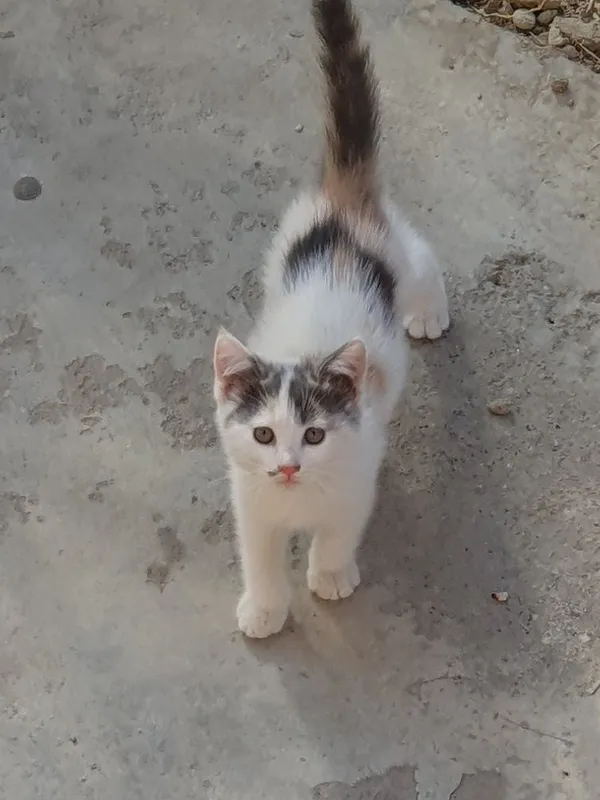 Котят отдадим бесплатно 1 Котят отдадим бесплатно 1