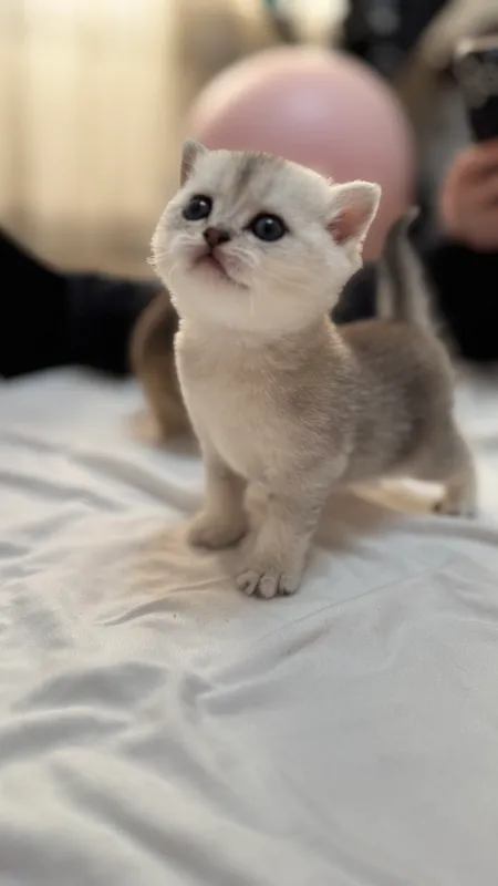 Продаются котята Британские шиншиллы 6