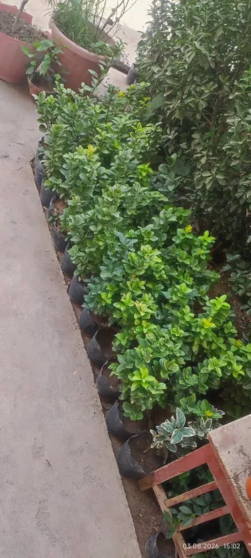 Hamisha bahor sotuvda 3 Hamisha bahor sotuvda 3