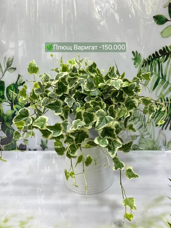 Алоказия Анторо Вельвет, Алоказия Фрайдек, Алоказия Локо и Алоказия Ма — фото 7