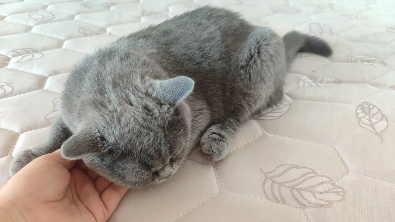 British shorthair 3