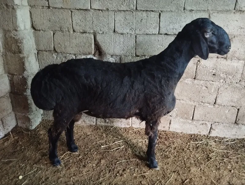Quylar bor quloqlari butun sotiladi — фото 7