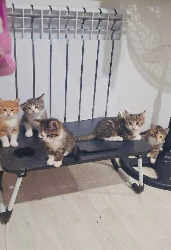 Котята в добрые руки — фото 4
