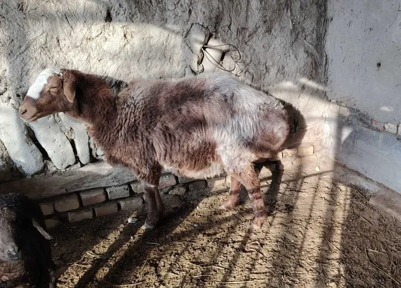 Qo'y sotiladi yeb ochish joyida — фото 1