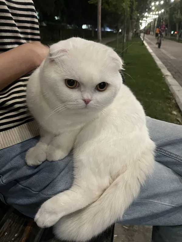 VYAZKA UN!! Scottish fold white — фото 3