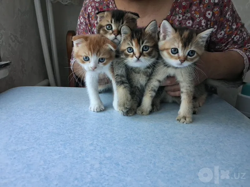 Продаются котята 1 Продаются котята 1