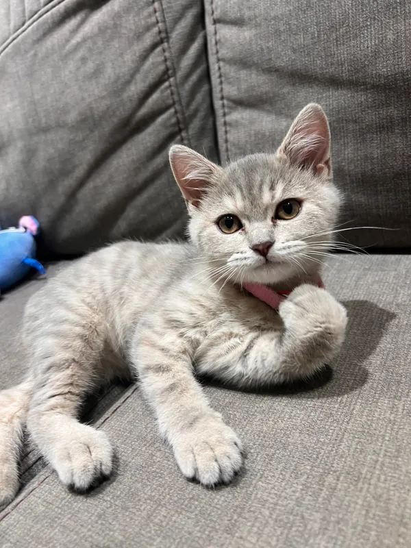 Скоттиш страйт