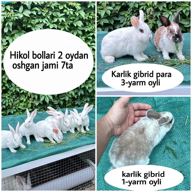 Quyon bolalari Hikol Karlik
