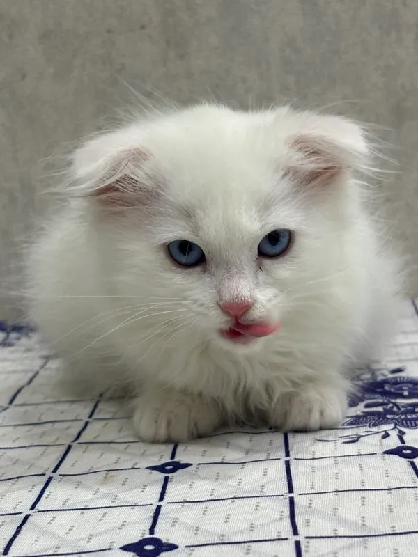 Вислоухий котеночек