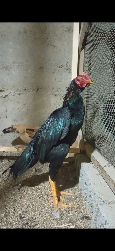 Xroz sotiladi juja toza narsa narxini kelishamiz
