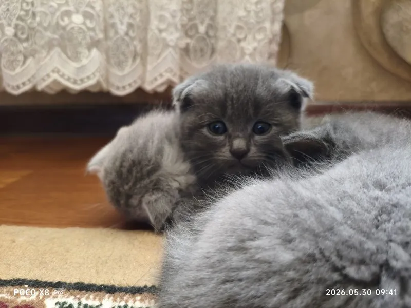 Шотландские котята — фото 6