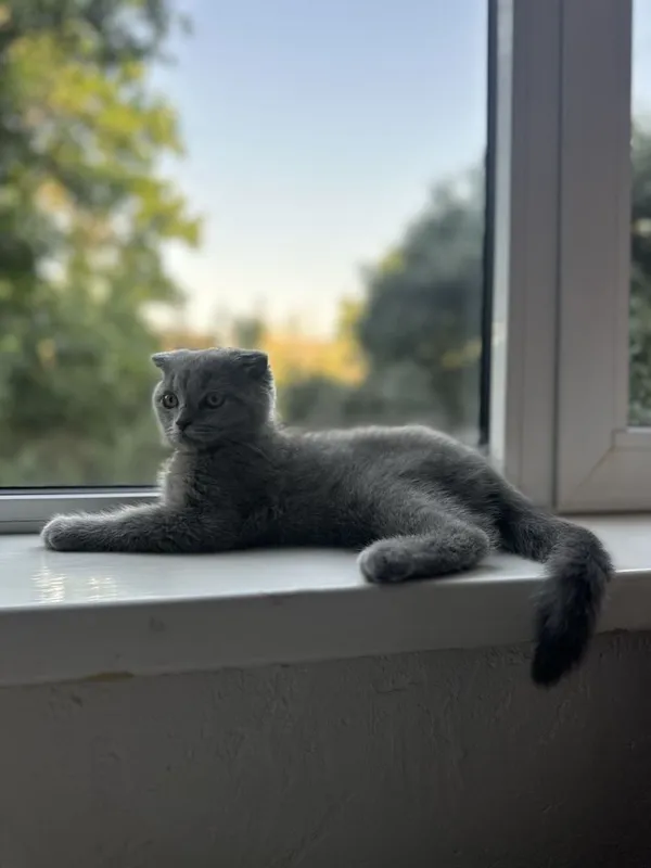 Котенок. Шотландский вислоухий мальчик, 3 месяца 6 Котенок. Шотландский вислоухий мальчик, 3 месяца 6