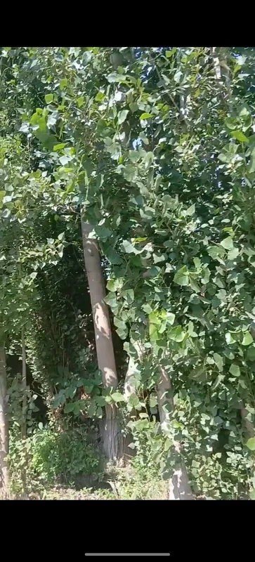 teraklar sotiladi 2 teraklar sotiladi 2