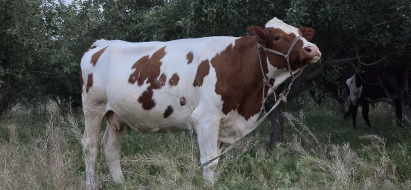 Smental sigr sotiladi