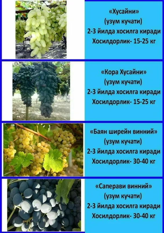 Олма гило шофтоли нок анор анжир урик бодом ёнгок барча мевали дарахт — фото 2