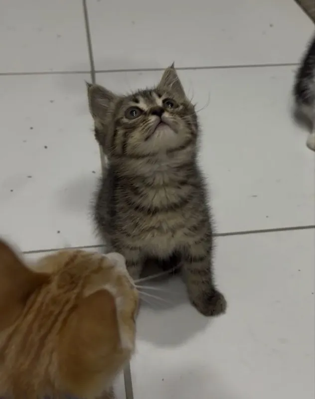 O‘g‘il mushukchani bepul yaxshi qo‘llarga beraman 1 O‘g‘il mushukchani bepul yaxshi qo‘llarga beraman 1