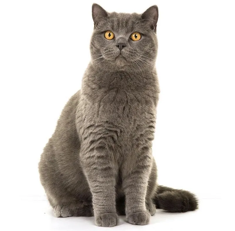 Вязка кошак, мушук чатиштириш 4