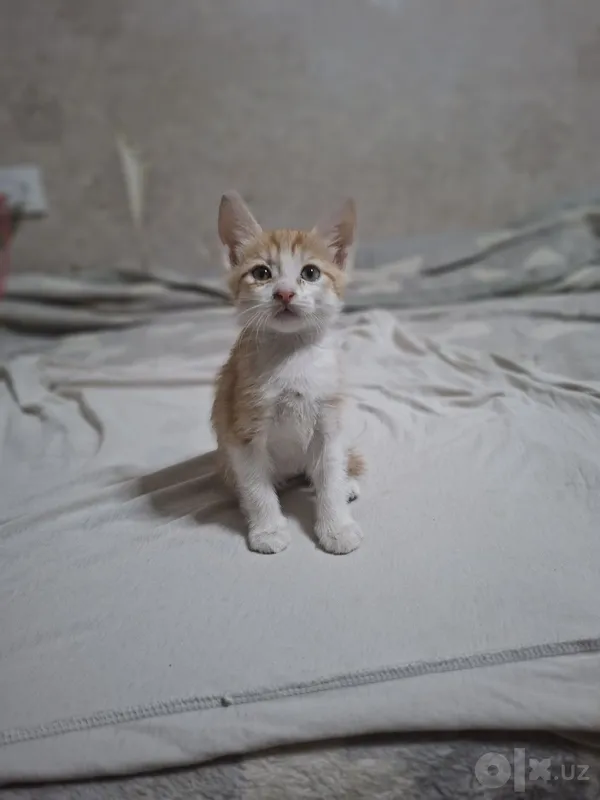 Отдам даром котят добрые руки все девочки родились 24 июля 3 Отдам даром котят добрые руки все девочки родились 24 июля 3