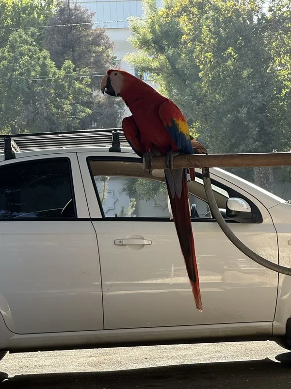toti qushlar .xarxil turdagi qushlar Jaku.Kakadu Ara — фото 2