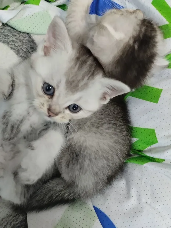 Шотландские малыши готовы к переезду