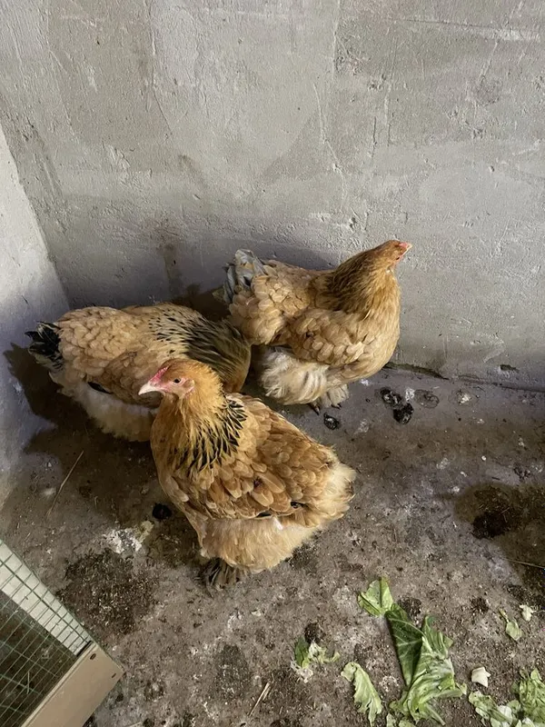 brama palvi oylasi sotladi 5+2 6