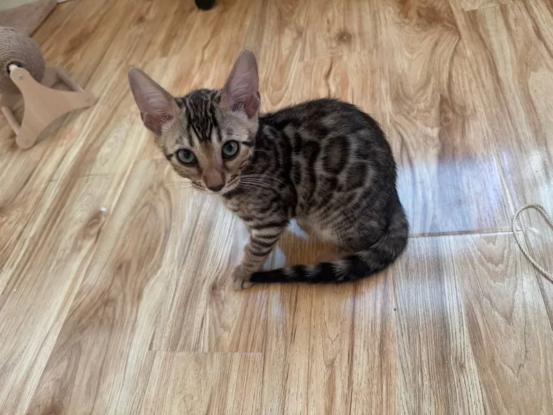 Продаются милые бенгальские котята — фото 1