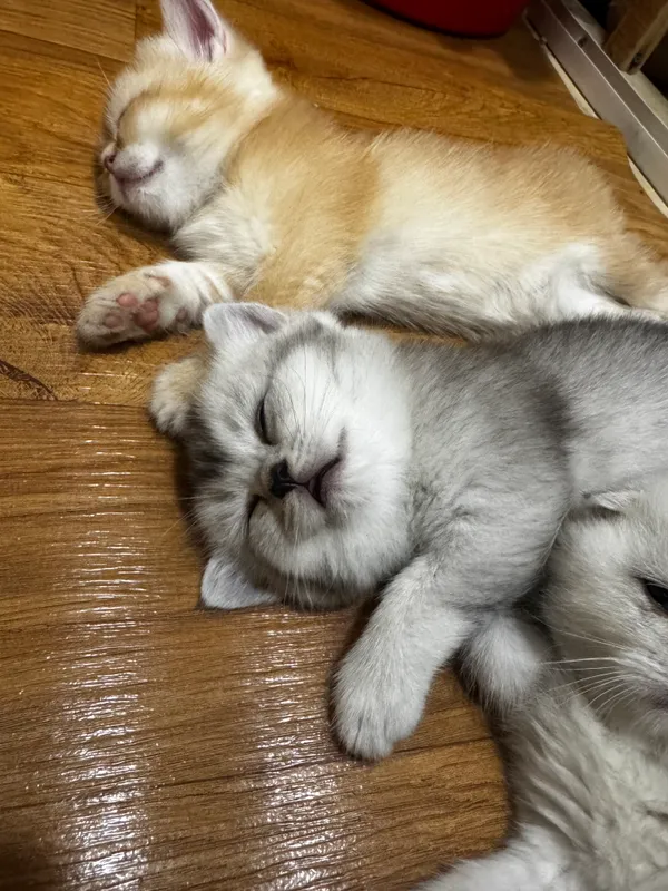 Очаровательные британские котята — фото 5