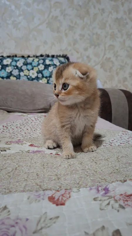 скоттиш фолд золотистая шиншилла мальчик — фото 5
