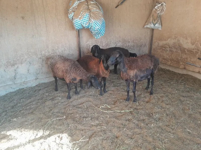 Ona bol qo'y bor 1 Ona bol qo'y bor 1