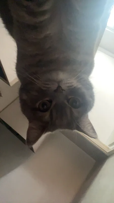 Кот - Ляля, 3 года — фото 1