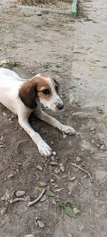 Spaniel kuchugi uy izlamoqda 8 Spaniel kuchugi uy izlamoqda 8