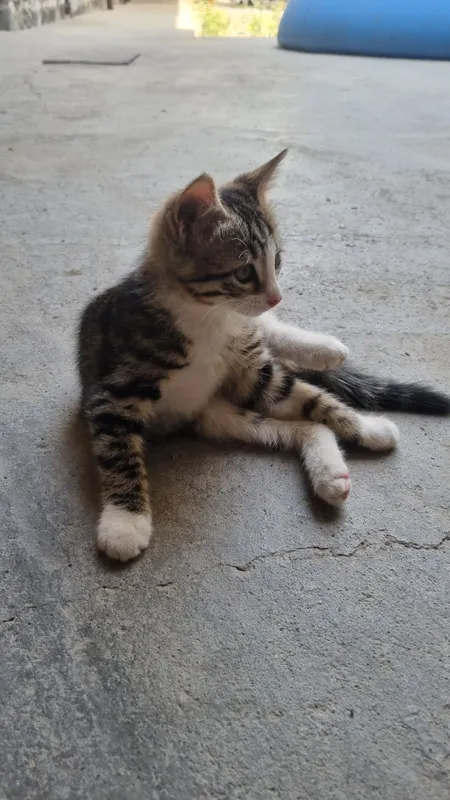 кот 3