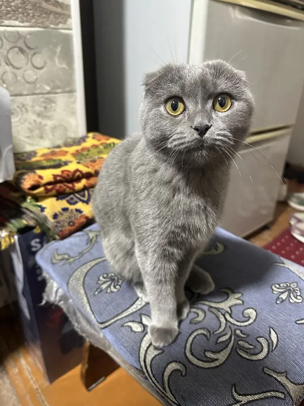 Скоттиш фолд кот 5 Скоттиш фолд кот 5