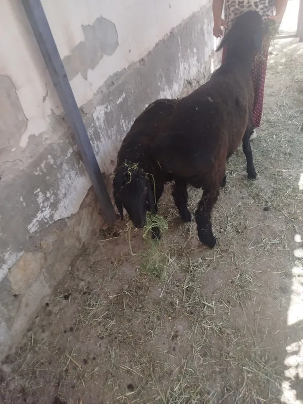 Quy quchqor sotiladi 1 Quy quchqor sotiladi 1