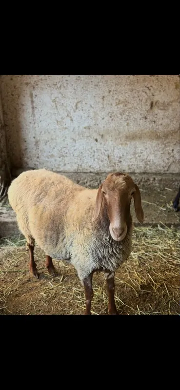 Quylar sotiladi sovluq katta quylar