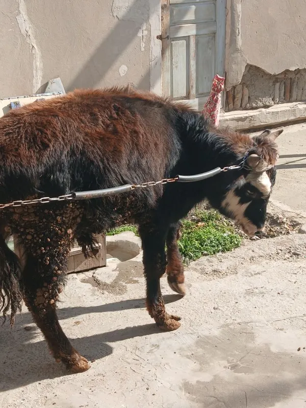 Buqacha sotiladi yeyishi yaxshi kamchiligi yoq 100% — фото 1