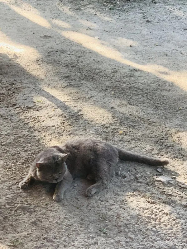 Продается кот породистый любиший хозяйна .Крупный британский кот — фото 4