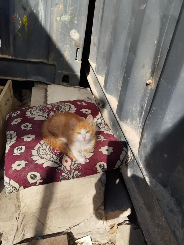 2 oylik mushukcha, mehribon qo‘llarga, lotokka o‘rgatilgan, aqlli 2