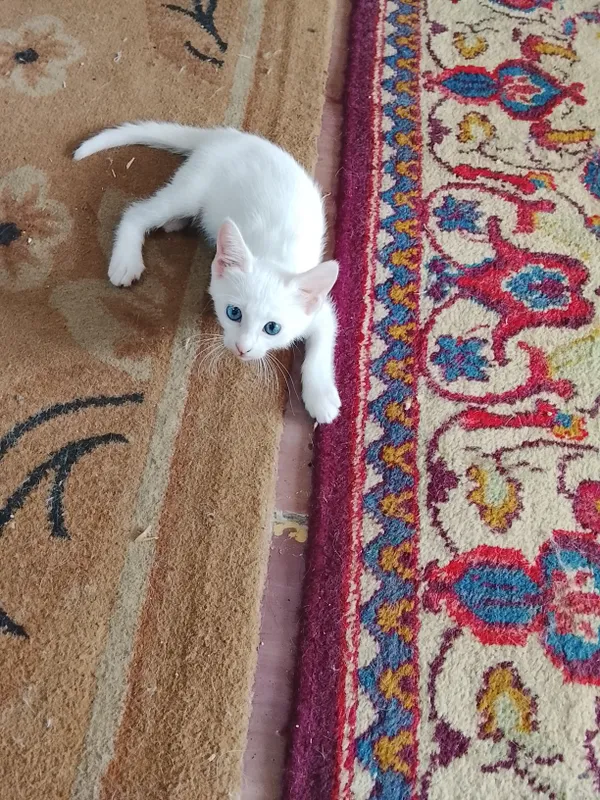 Продаются котята 8 Продаются котята 8