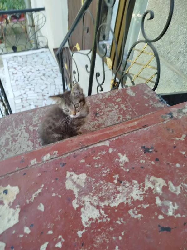 катята продаю 2 мец — фото 3