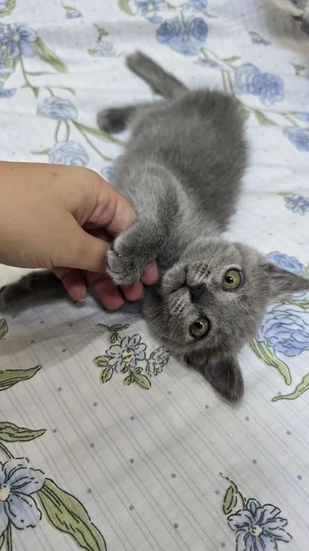 Котёнок 3 месяца 2 Котёнок 3 месяца 2