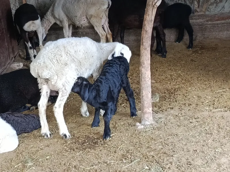 Qazoqi ona bola va alohida qoʻylar sotiladi
