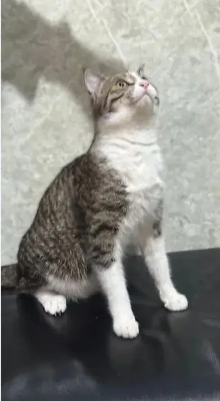 Дамашний кошка милий