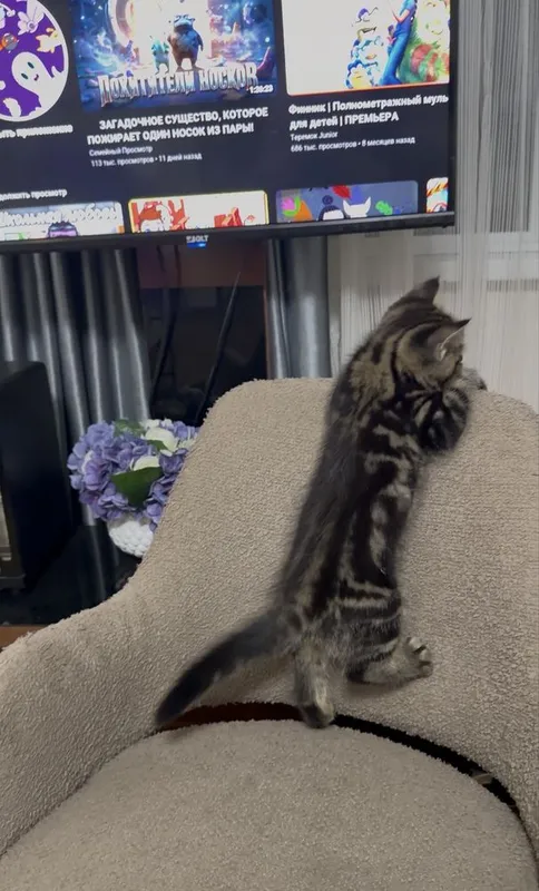 Котёнок Шотландский мраморный 3 Котёнок Шотландский мраморный 3