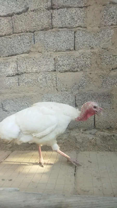 Assalamu aleykum 1 ta kurka va goz bolasi xorozcha sotiladi !!! 1 Assalamu aleykum 1 ta kurka va goz bolasi xorozcha sotiladi !!! 1