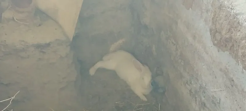 Quyonlar sotiladi kafolati bilan 6
