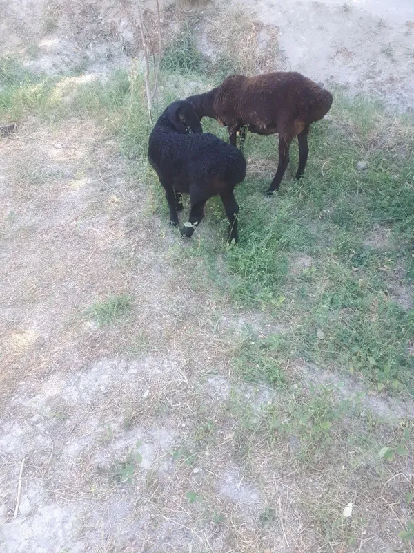 Ona bola qo'y sotiladi bolasi qoʻchqor 2 Ona bola qo'y sotiladi bolasi qoʻchqor 2